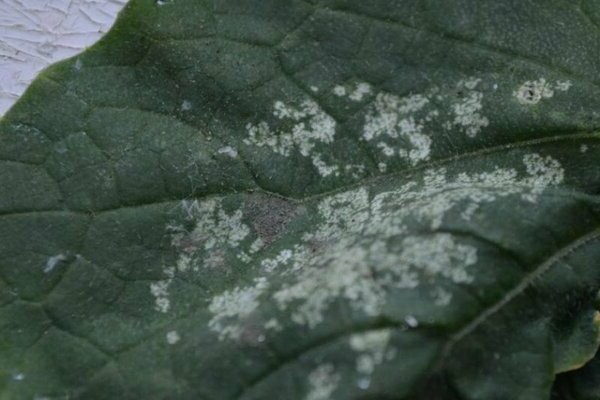 taches blanches sur les feuilles de concombre