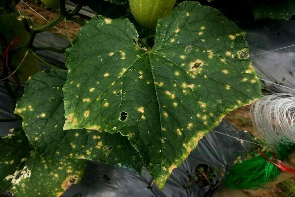 taches blanches sur les feuilles de concombre