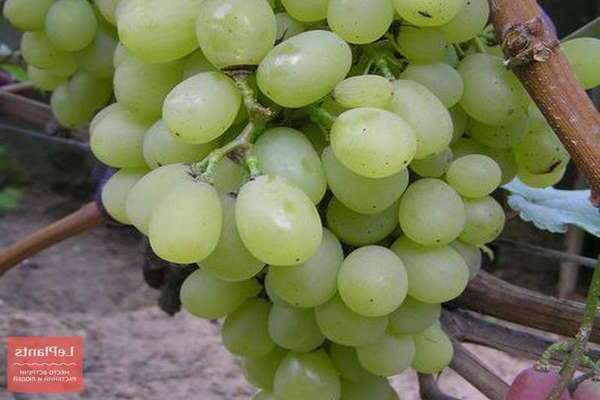 Grape varieties