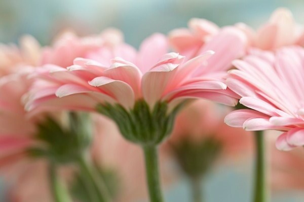 Gerbera-Foto