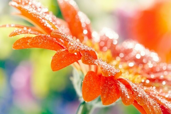 fotografija gerbera