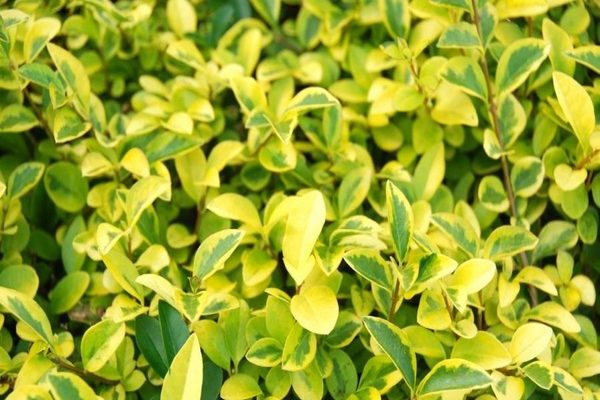 shrub privet