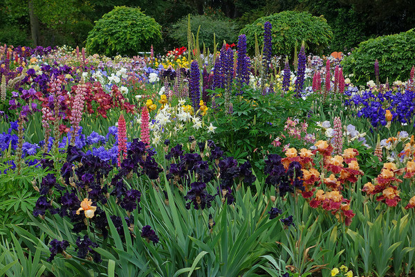 pandekorasyon shrubs