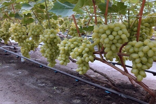 Grape varieties