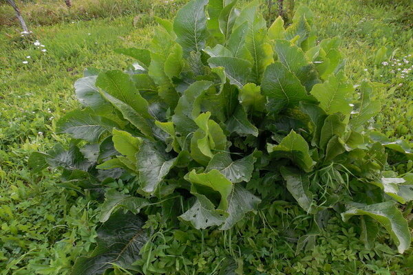 horseradish diseases and the fight against them