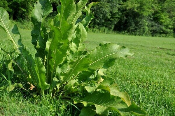 horseradish disease pictures