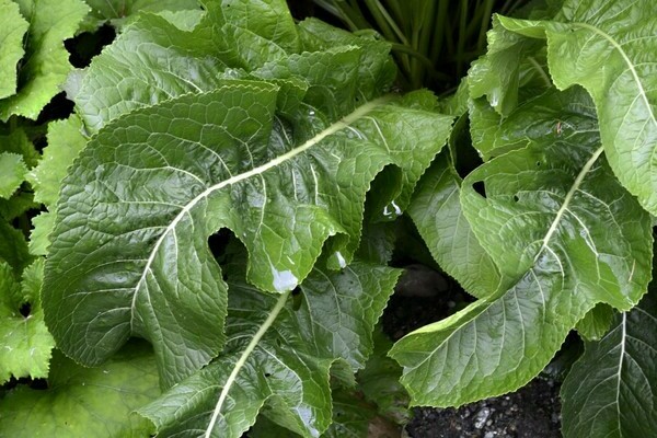 horseradish diseases and pests