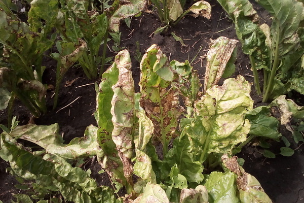 horseradish disease methods of fighting photos