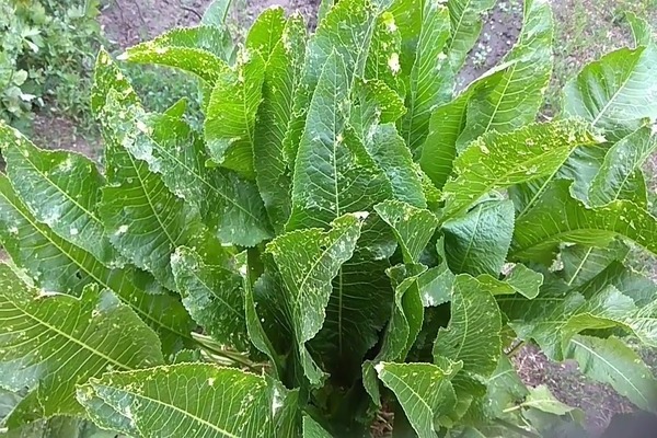 horseradish disease