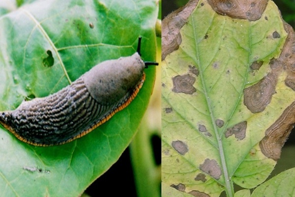 horseradish diseases and the fight against them