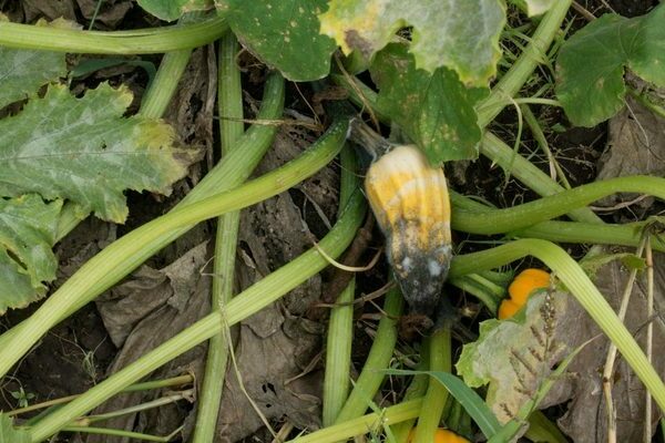 diseases and pests of vegetables