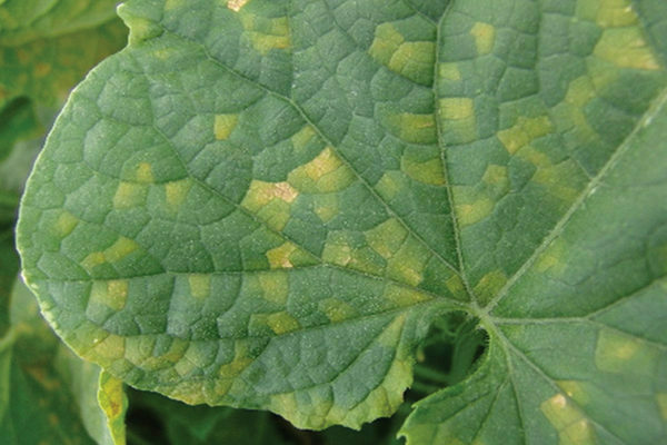 diseases and pests of vegetables