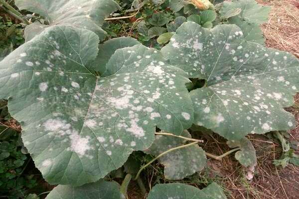 diseases and pests of vegetables