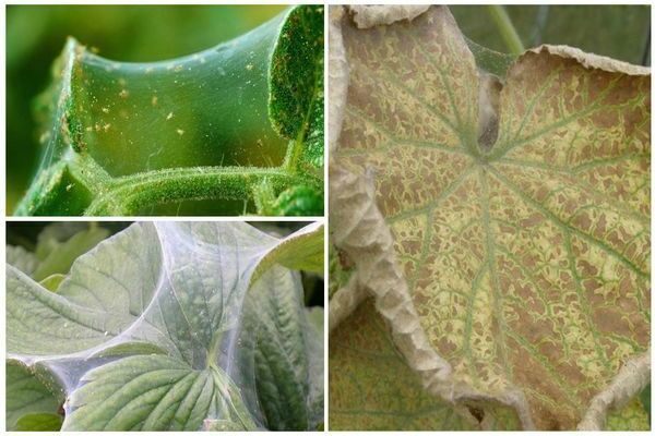 diseases and pests of vegetables