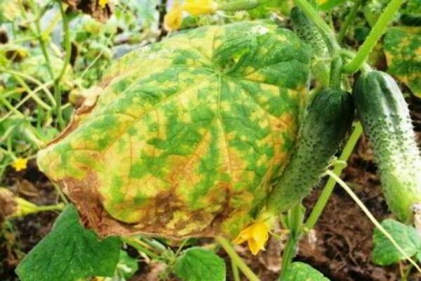 protecting vegetables from diseases and pests