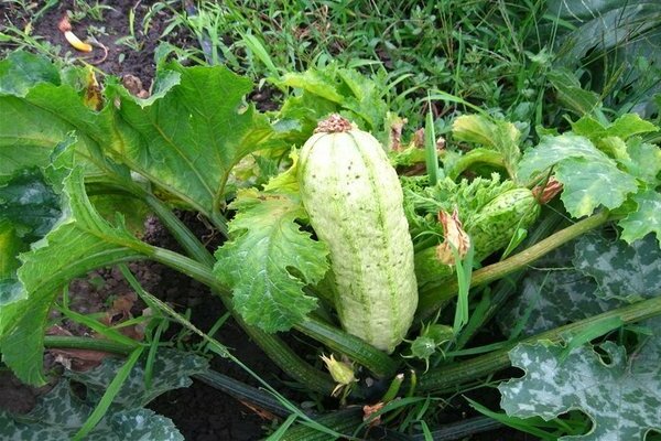 processing vegetables from diseases and pests