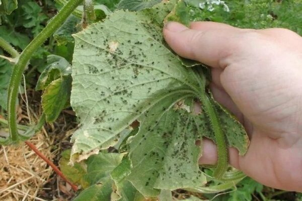 processing vegetables from diseases and pests