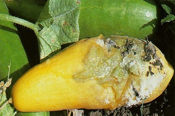 processing vegetables from diseases and pests