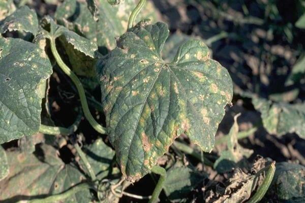 protecting vegetables from diseases and pests