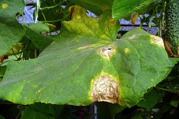 protecting vegetables from diseases and pests