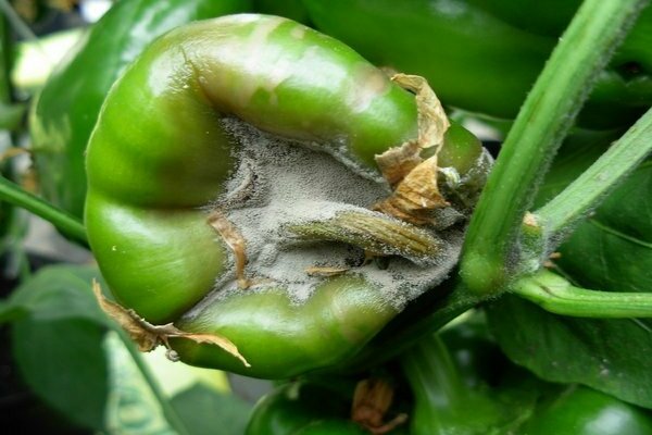 pepper disease