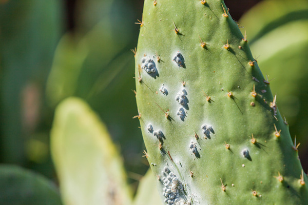 sakit ng cacti at peste