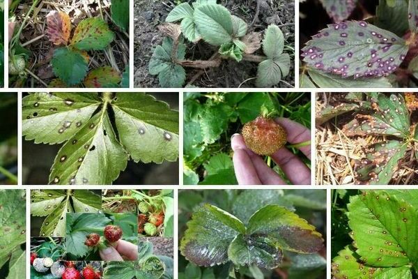 Mga sakit sa strawberry: paglalarawan, mga palatandaan