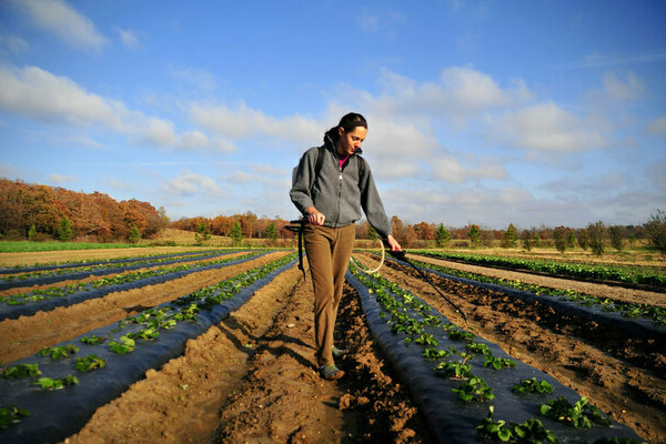 Strawberry diseases: a description of the effective fight