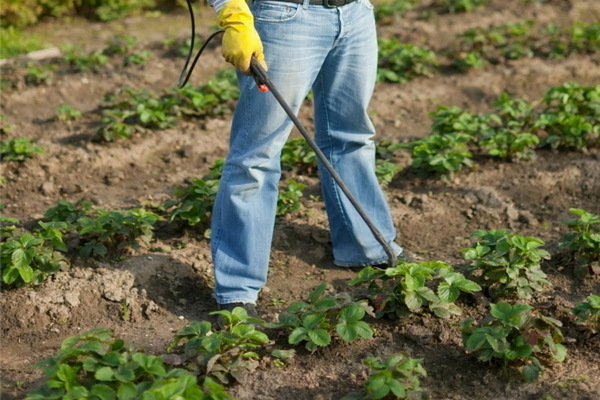 Strawberries: diseases and treatment with folk remedies