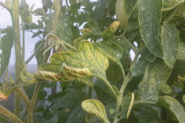 Tomatenkrankheiten Beschreibung mit Fotos