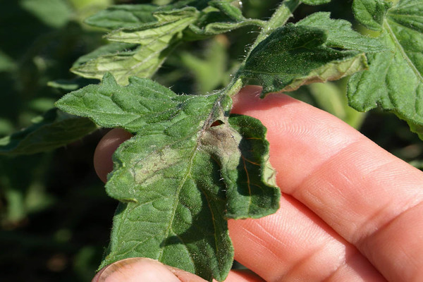 Photos of tomato diseases