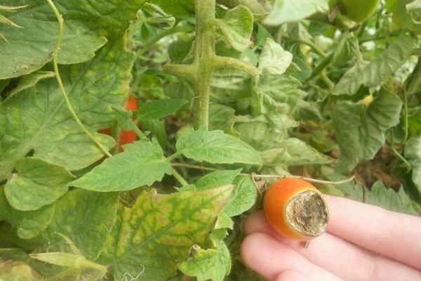 Krankheiten von Tomaten Beschreibung