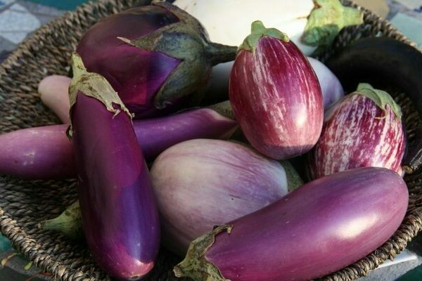 eggplant varieties