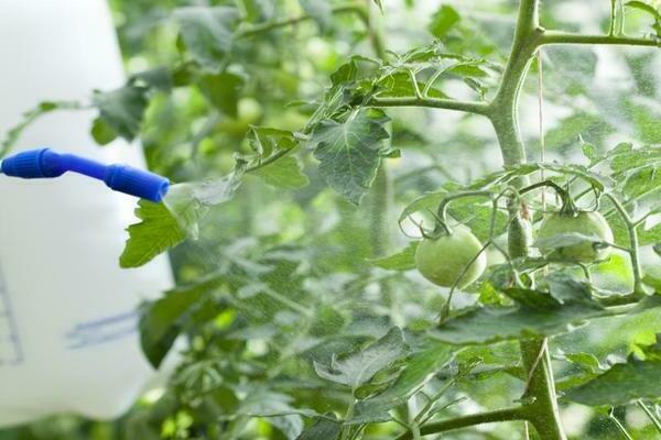 Boric acid for tomatoes