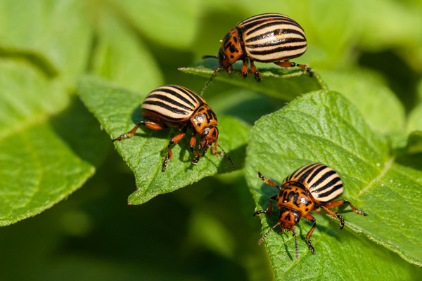 nakikipaglaban sa mga beetle ng Colorado