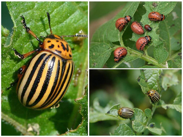 nakikipaglaban sa mga beetle ng Colorado