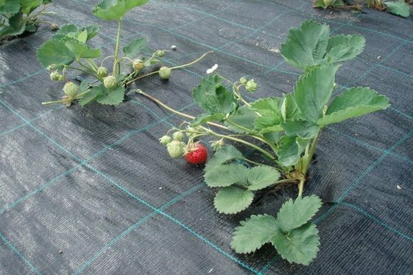 weed control in the garden according to modern