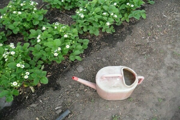 Boric acid treatment of strawberries as fertilizer