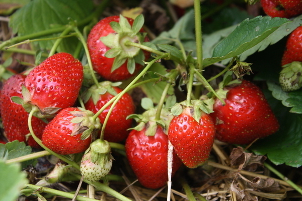 Erdbeeren mit Borsäure füttern: Vorteile