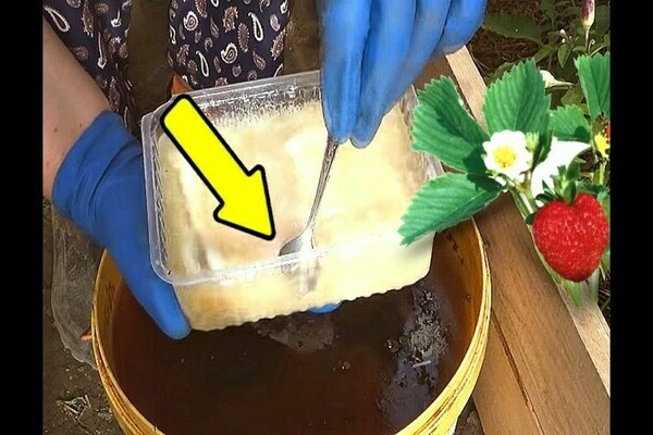 Boric acid para sa mga strawberry: bakit patabain ang mga strawberry na may acid