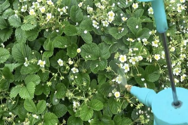 Pag-spray ng mga strawberry na may boric acid: mga panuntunan para sa paghahanda ng isang solusyon