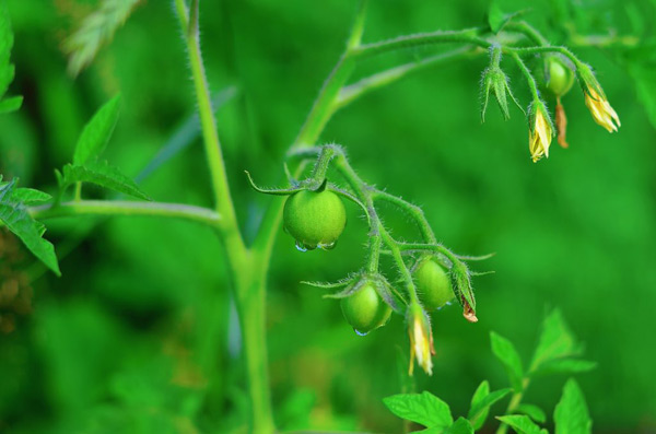 acide borique pour tomates