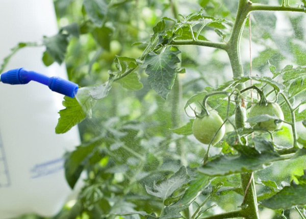 acide borique pour tomates