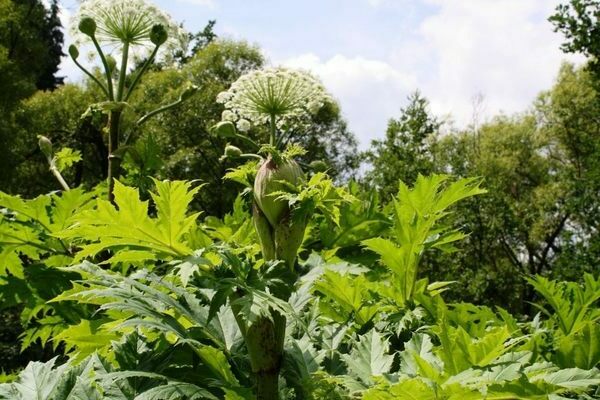 hogweed_mantegazzi