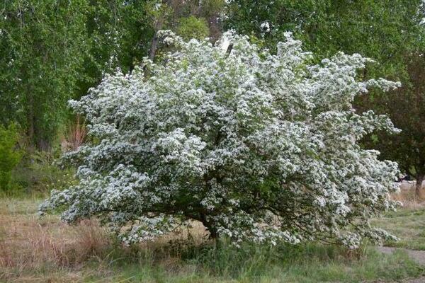 hawthorn