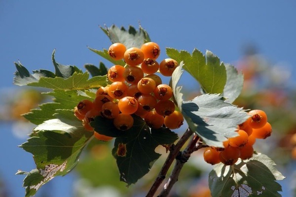 hawthorn