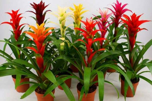 mga houseplant ng bromeliad