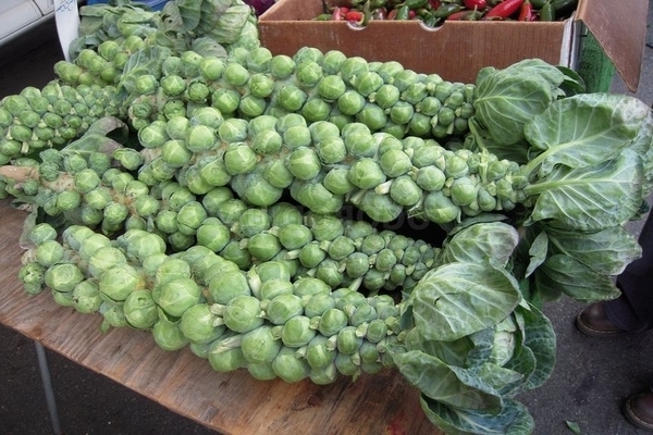 Brussels sprouts cultivation