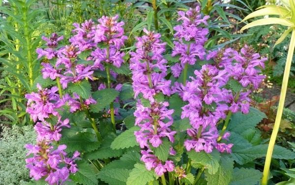 Anfangsbuchstabe Blumenstaude Anbau