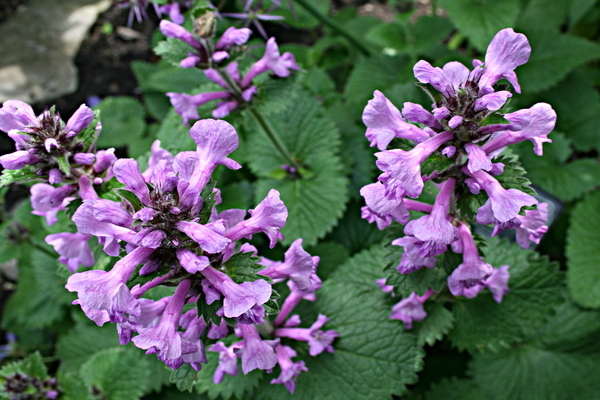 Anfangsbuchstabe Blumenstaudenpflege